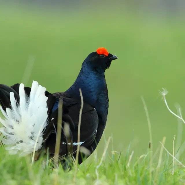 Séjour ornithologique - Les oiseaux de montagne et le Tétras Lyre_Auzet