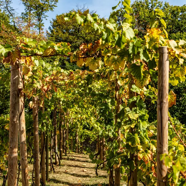 Visite dégustation des vignes des coteaux_Louveciennes