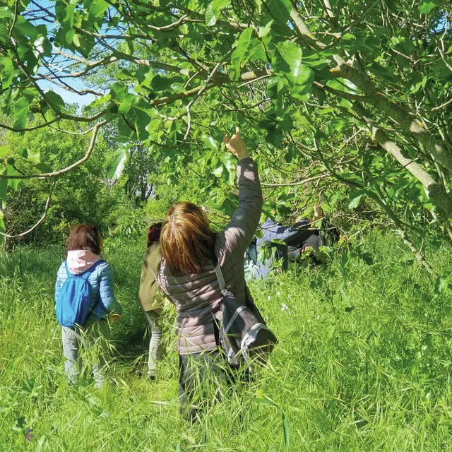 Découverte de la gemmothérapie avec une naturopathe_Istres