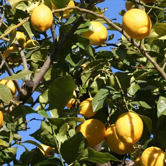 Producteur Citron de Menton