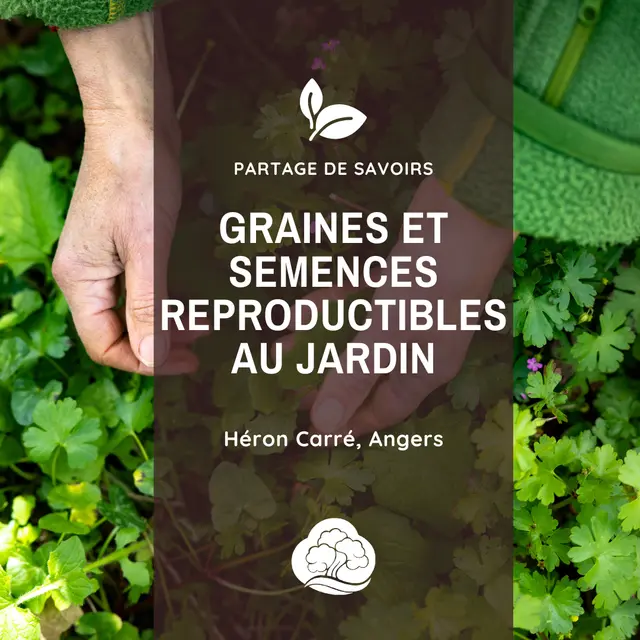 Graines et semences