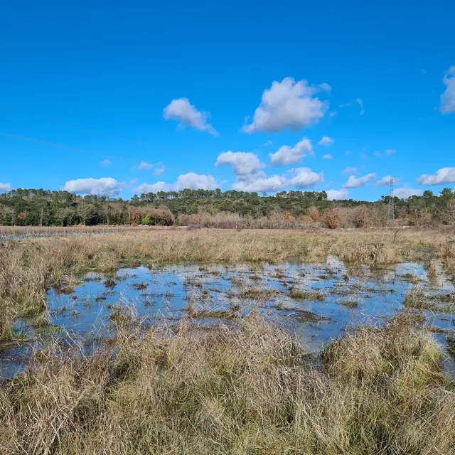 Gestion d’espèces exotiques envahissantes en faveur de la zone humide de Bayonny_Flassans-sur-Issole