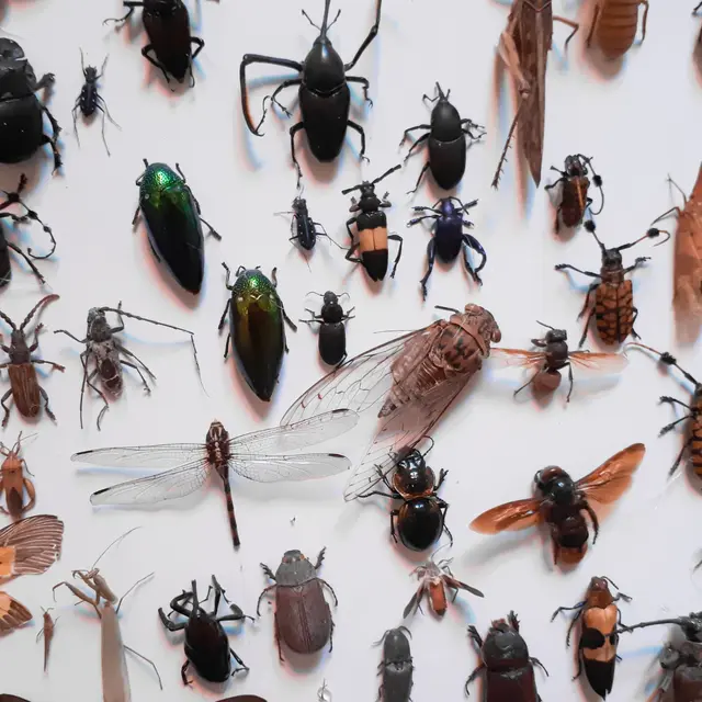 insectes
