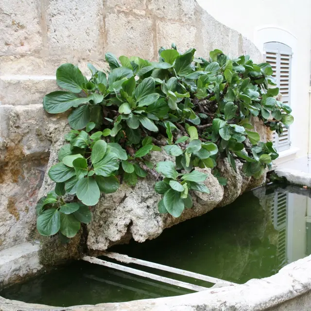Fontaine Maréchal Foch - Aups
