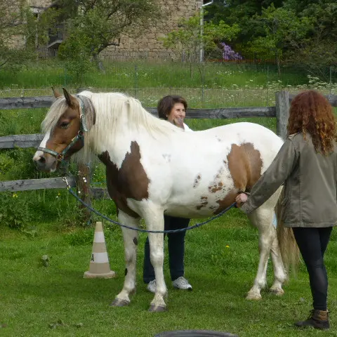 Equitation - Ferme équestre Les Fougères_Usson-en-Forez