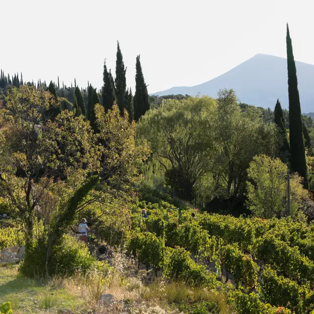 Vue Domaine Saint Amant