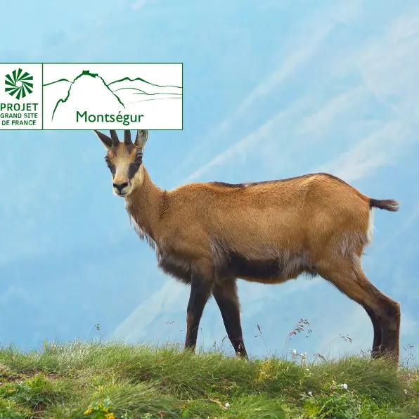 A la découverte de la faune des sommets du Grand Site_Montferrier