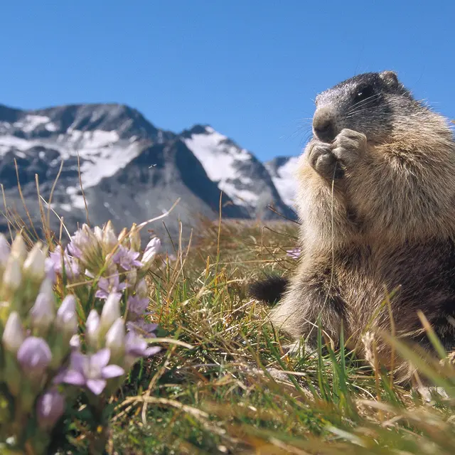 Projection - Animaux et Flores de nos Montagnes_Jarrier