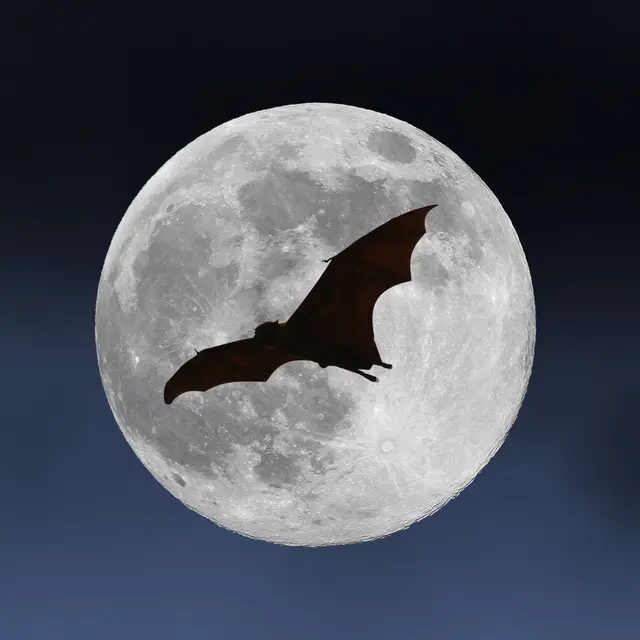 Nuit Internationale de la Chauve-Souris : sortie nocturne et observation_Breil-sur-Roya