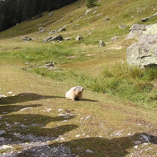 Ballade avec les marmottes