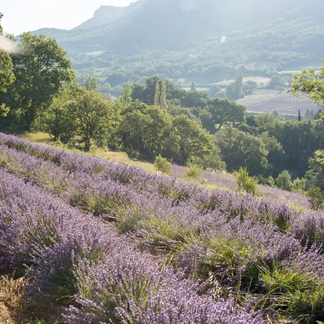 L'Essentiel de Lavande_La Bégude-de-Mazenc