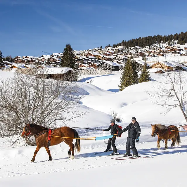 ski-jeoring