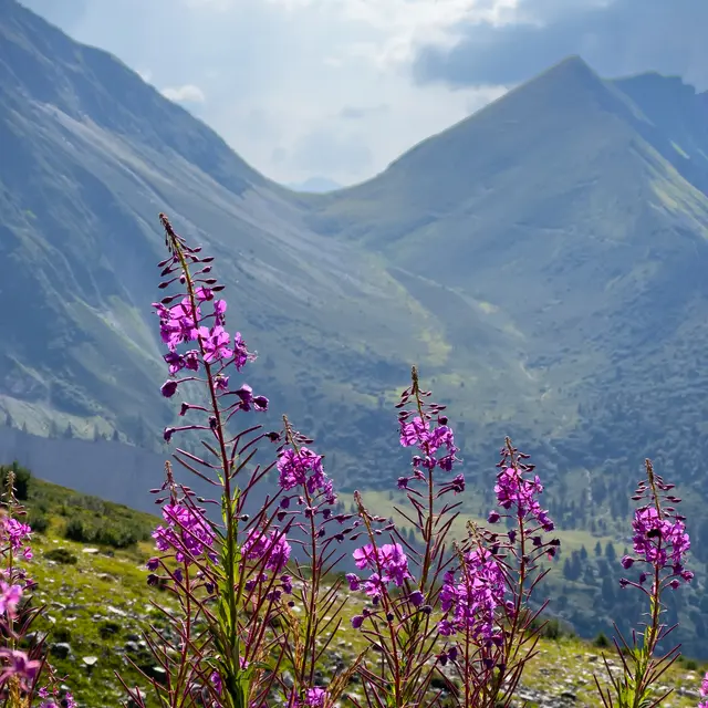 Col de Tricot