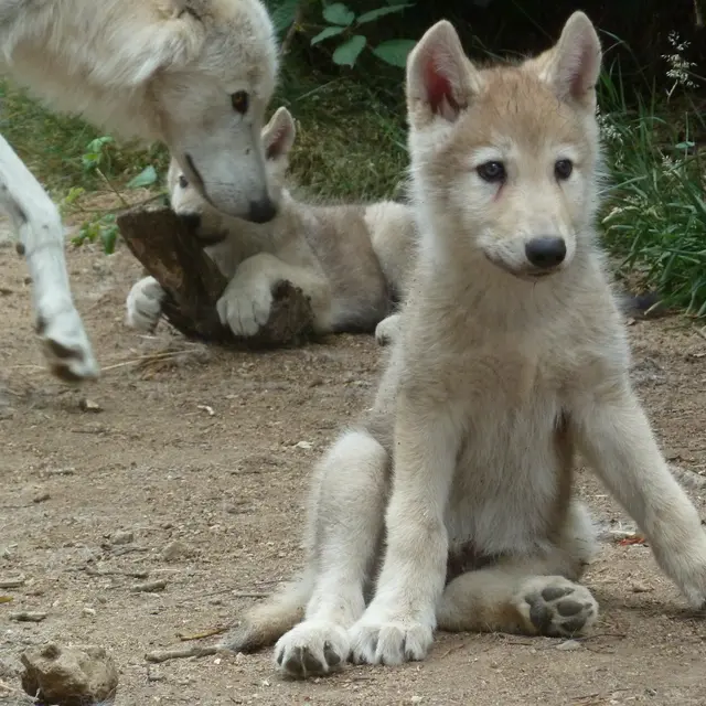Parc des Loups du Gévaudan