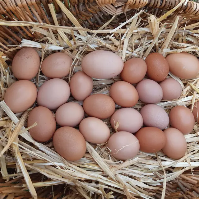 Ferme les cocottes d'Elo_Camps-la-Source