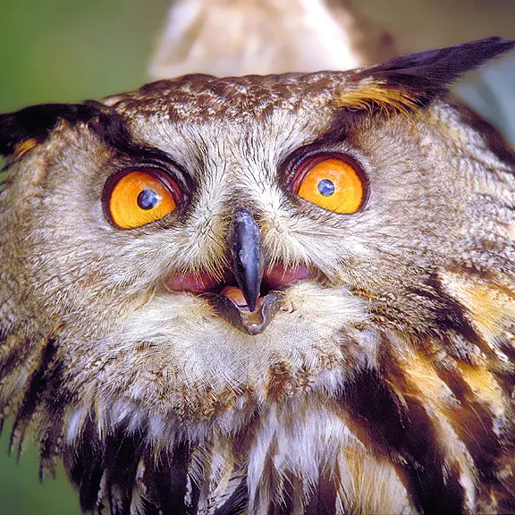 Hibou grand duc