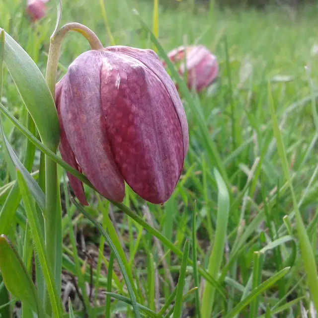 les trésors des alpages : fritillaires