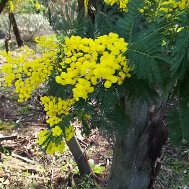 Atelier à l'Oustaou dou païs- porte-clé mimosa_Tanneron