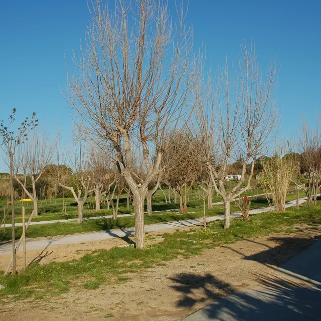 Parking embarcadère Porquerolles pour voitures, autocars, camping-cars à la Tour Fondue
