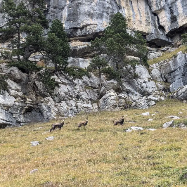 Chamois