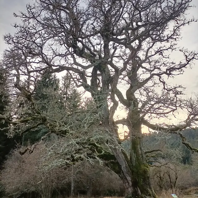 PNA-Chêne centenaire-Arbre