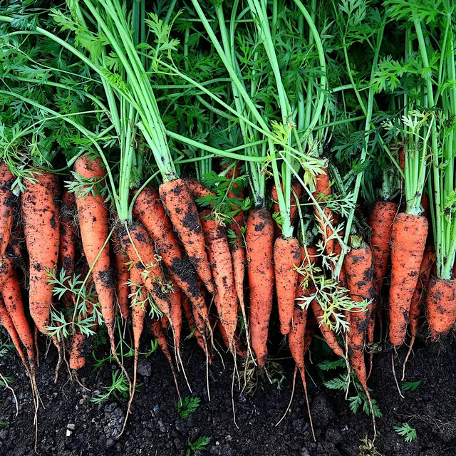 Marché bio - Jardins d'Oasis_Saint-Just Saint-Rambert