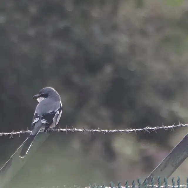 Pie-grièche méridionale