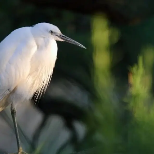 Elevage et biodiversité avec les balades de Mag_Arles
