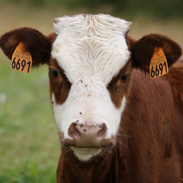 Des vaches & des Hommes_Cordon