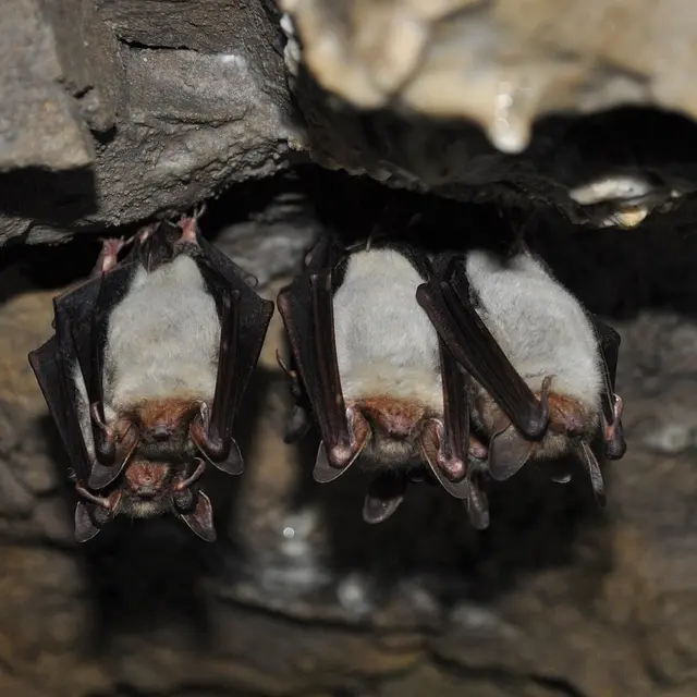 chauve-souris