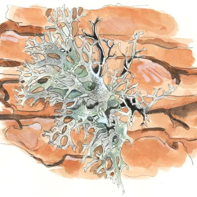 A la découverte des lichens_Esparron-de-Verdon