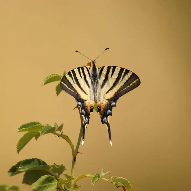 Les papillons de la Réserve_Daluis