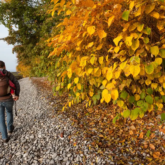 Sentier de la Pinede