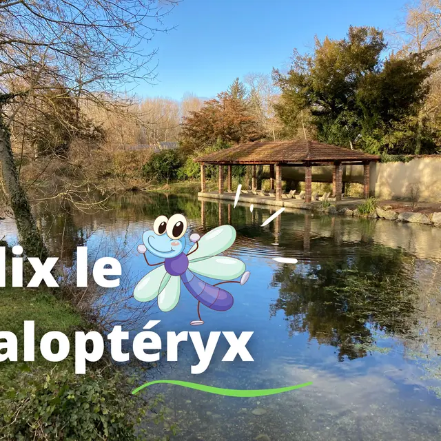 Jeu interactif Alix le Caloptéryx- Manthes