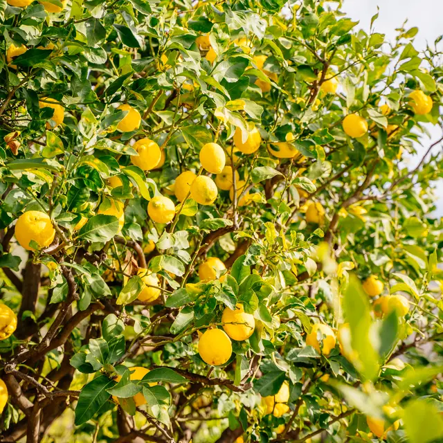 Citron de Menton