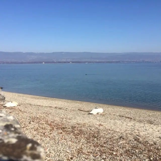 Plage de Nernier