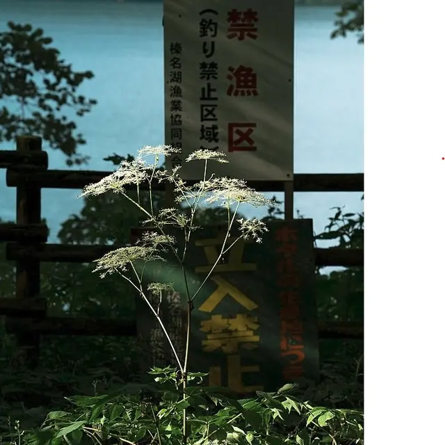 L'écologie des relations, la forêt amante de la mer_Marseille