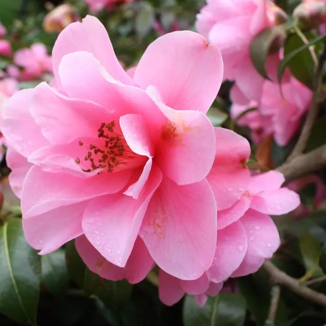 Ô Bon Plant_Solliès-Pont