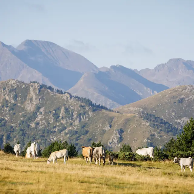 Plateau de Beille - Estives