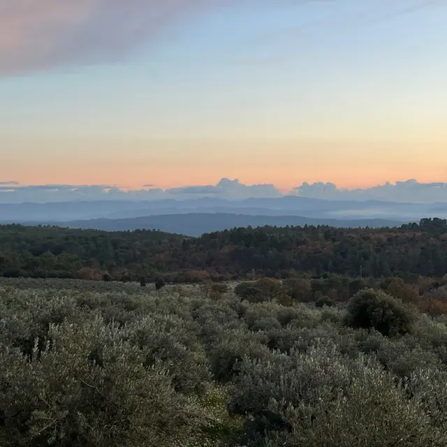 Oliveraie de Taurenne