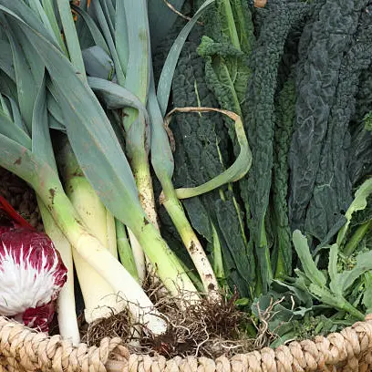 Marché Bio_Saint-Denis-lès-Bourg