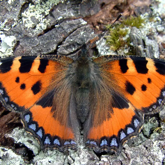 Sortie Papillons_Bellevaux