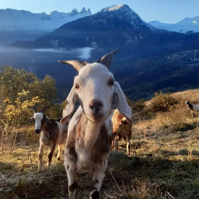 Bergerie de l'étoile