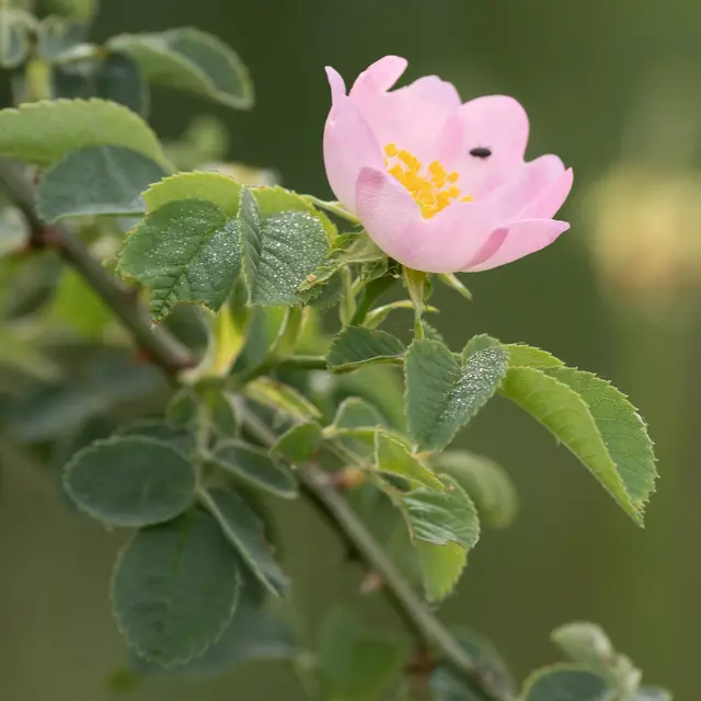 Balade commentée « Richesse des Lônes »_Balan