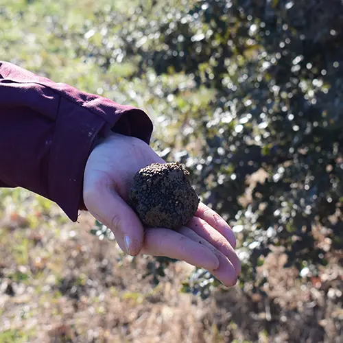 Balade gourmande, cavage et dégustation de truffe_Cabrières-d'Avignon