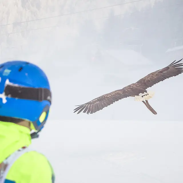 LA FAUCON GAGNE_Morzine