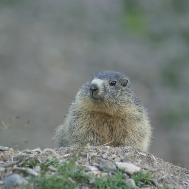 Randonnée découverte et observation des marmottes_Auzet