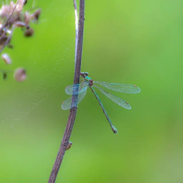 Découverte des libellules