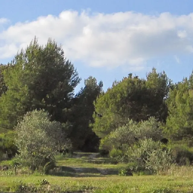 Vue Générale Camping à La Ferme Roumavagi