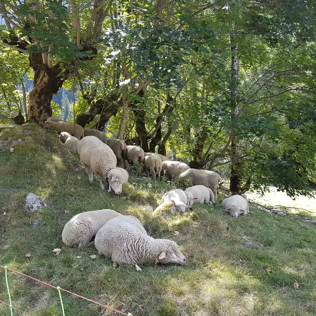 Alpages et pastoralisme_Le Haut-Bréda